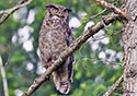 Bubo virginianus